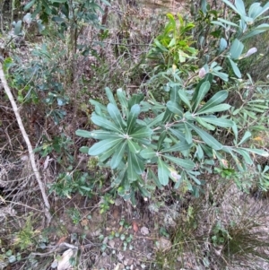 Banksia integrifolia subsp. integrifolia at Meroo National Park - 9 Dec 2023