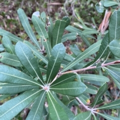 Banksia integrifolia subsp. integrifolia at Meroo National Park - 9 Dec 2023 05:23 PM