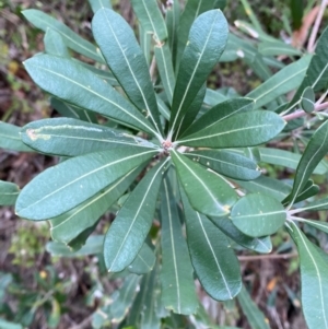 Banksia integrifolia subsp. integrifolia at Meroo National Park - 9 Dec 2023