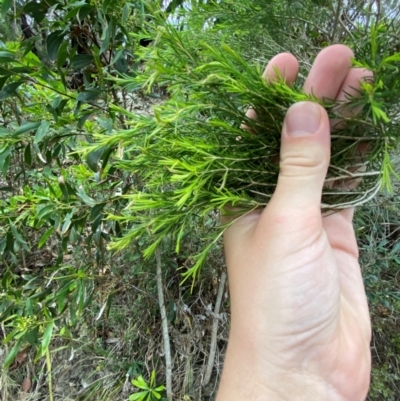 Melaleuca ericifolia (Swamp Paperbark) at Bawley Point, NSW - 9 Dec 2023 by Tapirlord