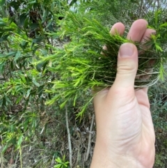 Melaleuca ericifolia (Swamp Paperbark) at Meroo National Park - 9 Dec 2023 by Tapirlord
