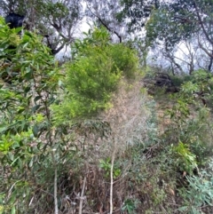 Melaleuca ericifolia at Meroo National Park - 9 Dec 2023 05:23 PM