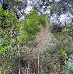 Melaleuca ericifolia at Meroo National Park - 9 Dec 2023