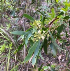 Acacia implexa (Hickory Wattle, Lightwood) at Bawley Point, NSW - 9 Dec 2023 by Tapirlord