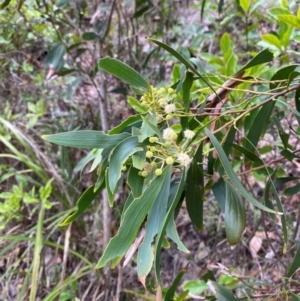 Acacia implexa at Meroo National Park - 9 Dec 2023