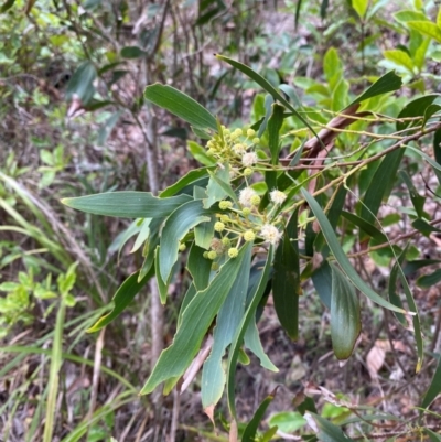 Acacia implexa (Hickory Wattle, Lightwood) at Meroo National Park - 9 Dec 2023 by Tapirlord