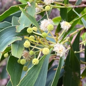 Acacia implexa at Meroo National Park - 9 Dec 2023