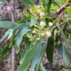 Acacia implexa at Meroo National Park - 9 Dec 2023 05:23 PM