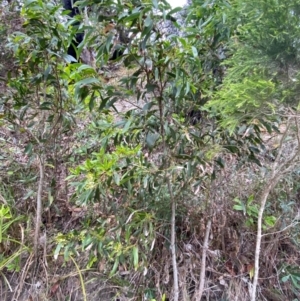 Acacia implexa at Meroo National Park - 9 Dec 2023