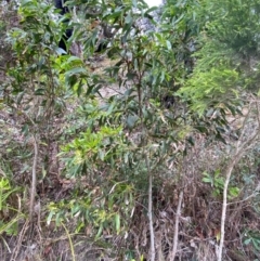Acacia implexa at Meroo National Park - 9 Dec 2023