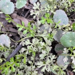 Leptinella longipes at Bawley Point, NSW - 9 Dec 2023 by Tapirlord