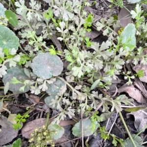 Leptinella longipes at Meroo National Park - 9 Dec 2023