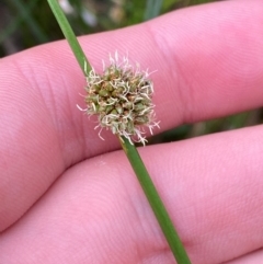 Ficinia nodosa (Knobby Club-rush) at Meroo National Park - 9 Dec 2023 by Tapirlord