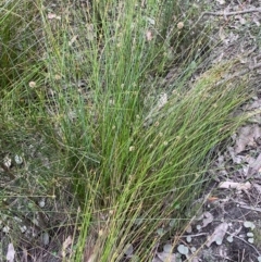 Ficinia nodosa at Meroo National Park - 9 Dec 2023 05:20 PM