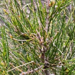 Casuarina glauca (Swamp She-oak) at Bawley Point, NSW - 9 Dec 2023 by Tapirlord