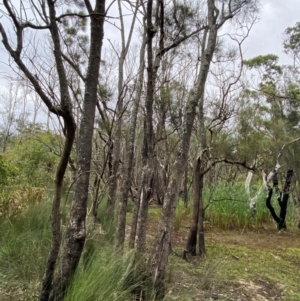 Casuarina glauca at Meroo National Park - 9 Dec 2023