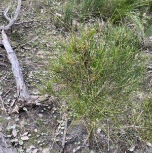 Casuarina glauca at Meroo National Park - 9 Dec 2023