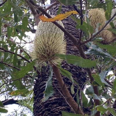 Banksia serrata (Saw Banksia) at Termeil, NSW - 9 Dec 2023 by Tapirlord