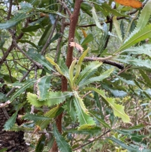 Banksia serrata at Meroo National Park - 9 Dec 2023