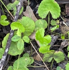 Centella asiatica (Pennywort, Centella, Indian Pennywort) at Termeil, NSW - 9 Dec 2023 by Tapirlord