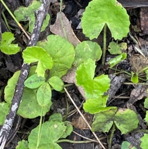 Centella asiatica at Meroo National Park - 9 Dec 2023