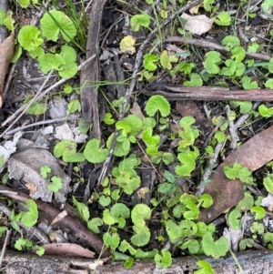 Centella asiatica at Meroo National Park - 9 Dec 2023