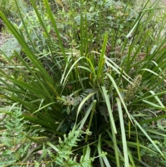Lomandra longifolia (Spiny-headed Mat-rush, Honey Reed) at Termeil, NSW - 9 Dec 2023 by Tapirlord