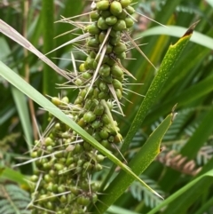 Lomandra longifolia at Meroo National Park - 9 Dec 2023