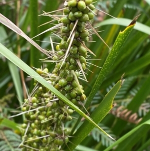 Lomandra longifolia at Meroo National Park - 9 Dec 2023
