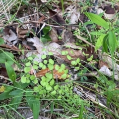 Adiantum aethiopicum (Common Maidenhair Fern) at Termeil, NSW - 9 Dec 2023 by Tapirlord