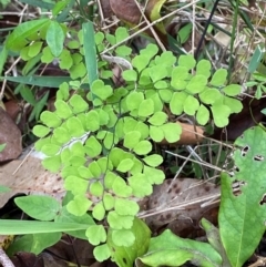 Adiantum aethiopicum at Meroo National Park - suppressed