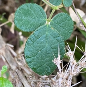 Desmodium rhytidophyllum at Meroo National Park - 9 Dec 2023