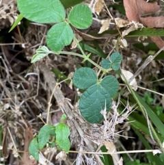 Desmodium rhytidophyllum at Meroo National Park - 9 Dec 2023