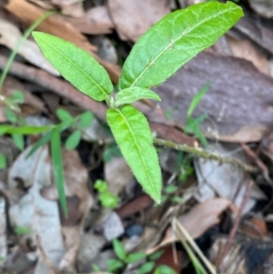 Solanum stelligerum at Meroo National Park - 9 Dec 2023