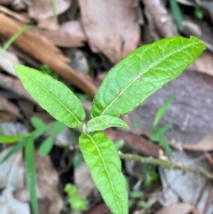 Solanum stelligerum at Meroo National Park - 9 Dec 2023