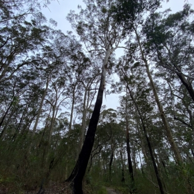 Eucalyptus pilularis (Blackbutt) at Termeil, NSW - 9 Dec 2023 by Tapirlord