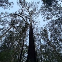 Eucalyptus pilularis at Meroo National Park - 9 Dec 2023 04:57 PM