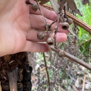 Eucalyptus pilularis at Meroo National Park - 9 Dec 2023 04:57 PM