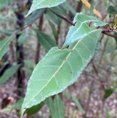 Elaeocarpus reticulatus (Blueberry Ash, Fairy Petticoats) at Termeil, NSW - 9 Dec 2023 by Tapirlord