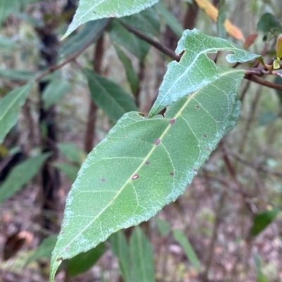 Elaeocarpus reticulatus (Blueberry Ash, Fairy Petticoats) at Termeil, NSW - 9 Dec 2023 by Tapirlord