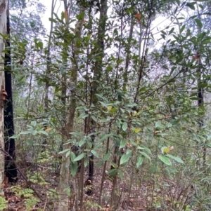 Elaeocarpus reticulatus at Meroo National Park - 9 Dec 2023 04:56 PM