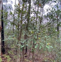 Elaeocarpus reticulatus at Meroo National Park - 9 Dec 2023