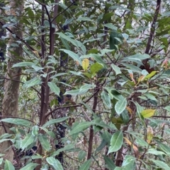 Elaeocarpus reticulatus at Meroo National Park - 9 Dec 2023