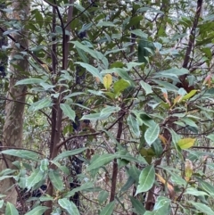Elaeocarpus reticulatus at Meroo National Park - 9 Dec 2023 04:56 PM
