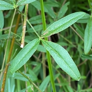 Zieria smithii at Meroo National Park - 9 Dec 2023