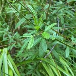 Zieria smithii at Meroo National Park - 9 Dec 2023 04:56 PM