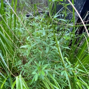 Zieria smithii at Meroo National Park - 9 Dec 2023