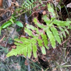 Blechnum cartilagineum (Gristle Fern) at Termeil, NSW - 9 Dec 2023 by Tapirlord