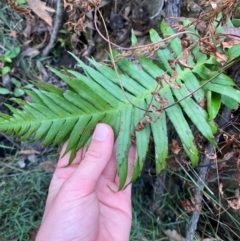 Blechnum cartilagineum at Meroo National Park - 9 Dec 2023