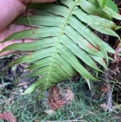 Blechnum cartilagineum at Meroo National Park - suppressed